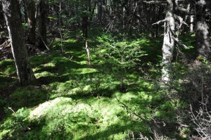 downeast_2010_414