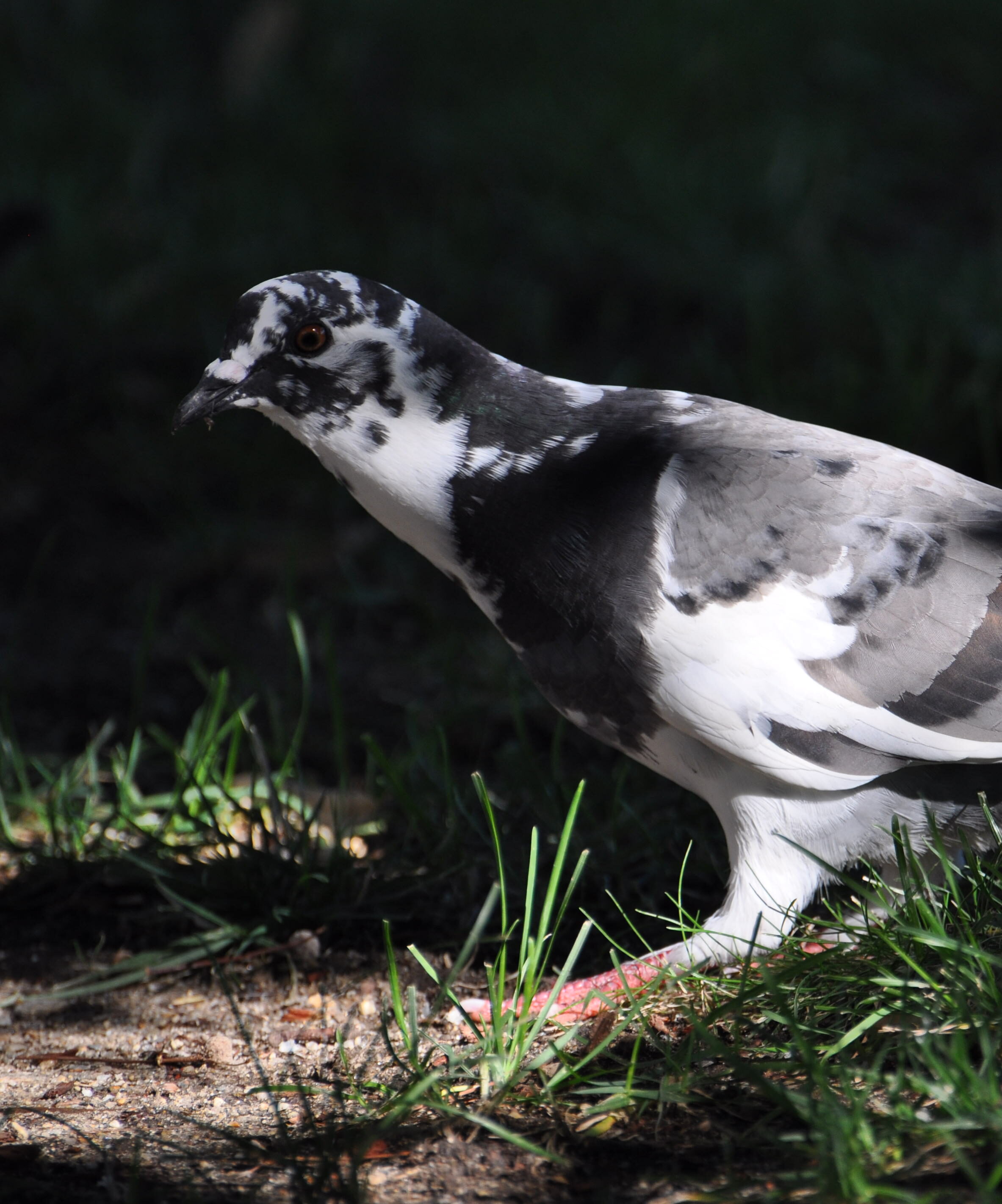 Columba Livia