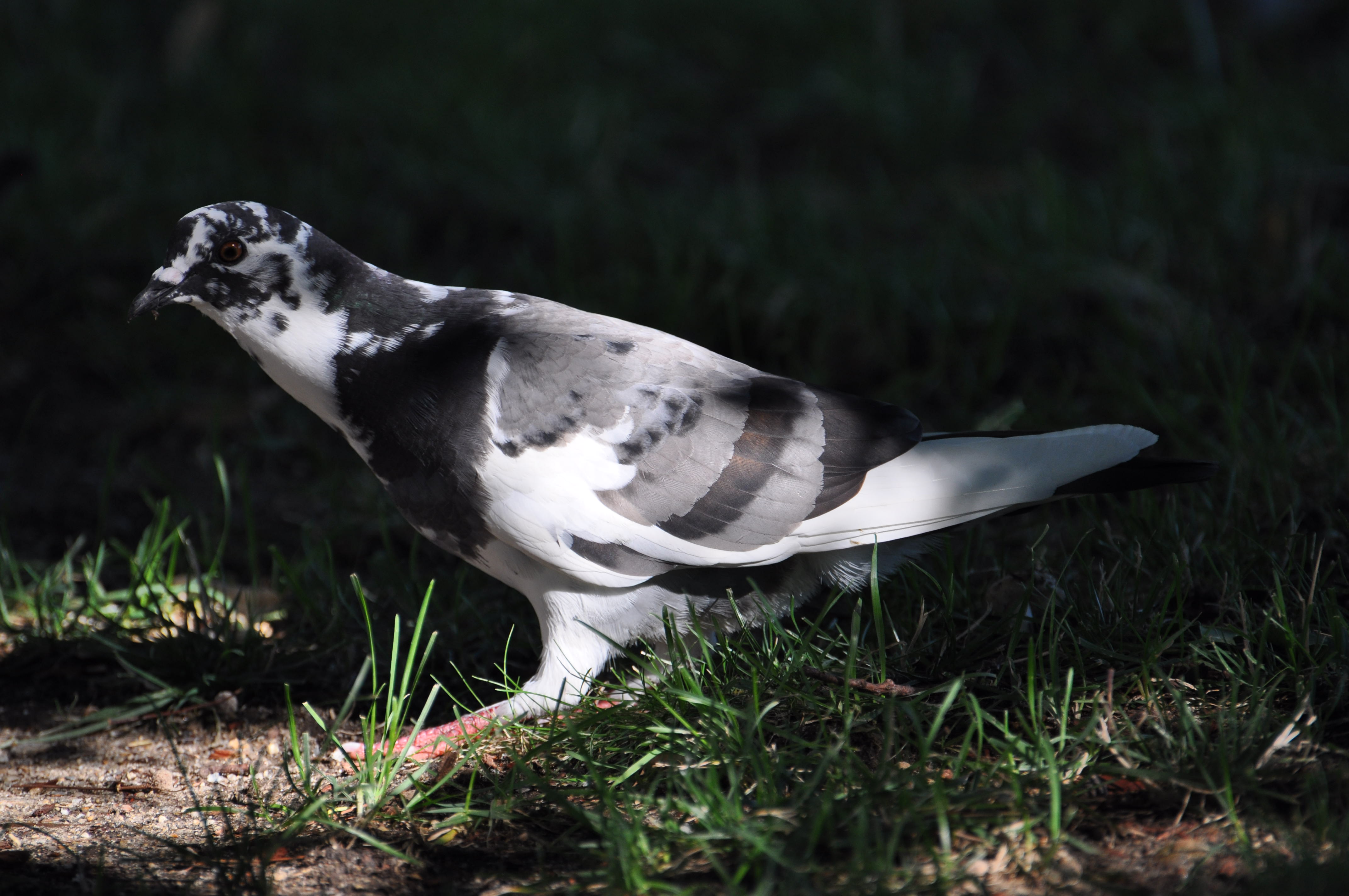 Columba Livia